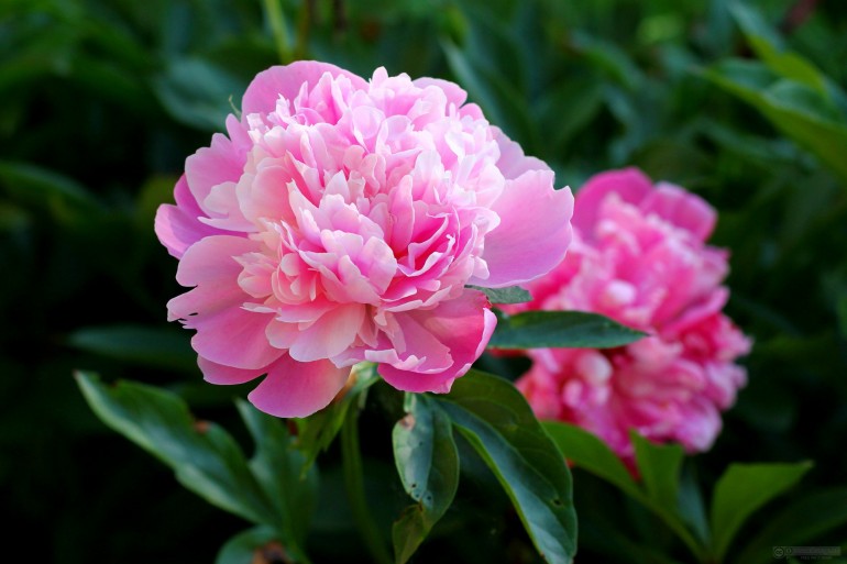 peonies-770x513